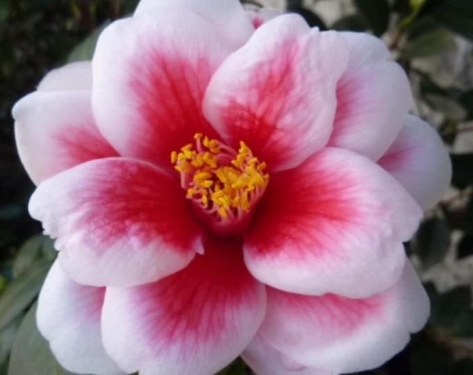 Camellia Japonica Tama Peacock - 1-2 ft ship in 1 gal pot