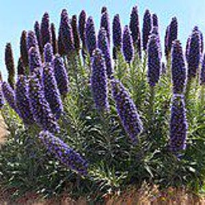 May include: A cluster of vibrant purple Echium flowers in full bloom. The tall, cone-shaped flower spikes rise above green foliage, set against a backdrop of a clear blue sky and dry, tan earth.