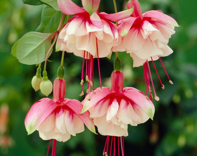 Fuchsia El Camino -  1 Live Plant  Ship in 6" Pot