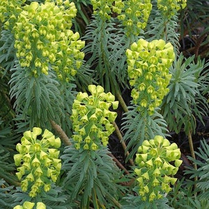 Euphorbia Wulfenii Spurge Live Plant, Ship in 6 Pot image 1