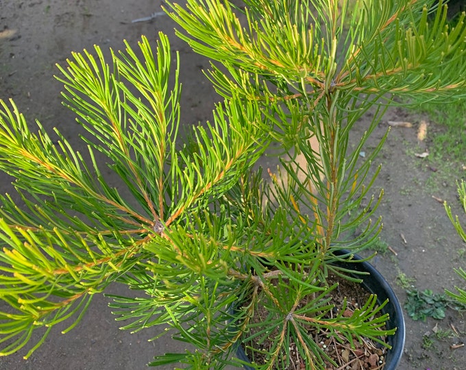 Banksia Spinulosa ‘Schnapper Point’ 1 Live Plant  Ship in 6" Pot