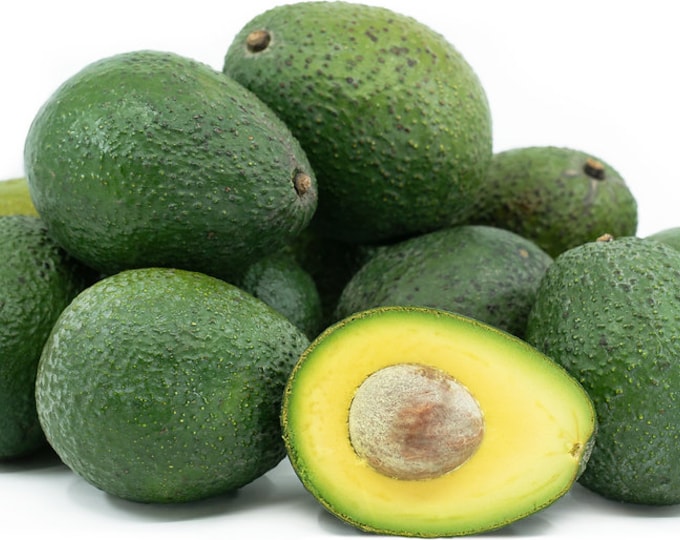 Gwen Avocado Tree- 1  Feet Tall - Grafted Tree - Ship in Plastic Bag