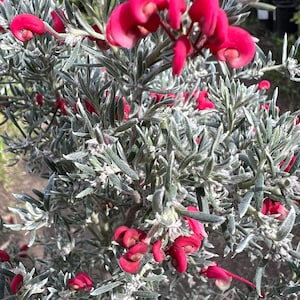 Grevillea lavandulacea 'Penola'- live plant 1ft ship in 1 gallon pot