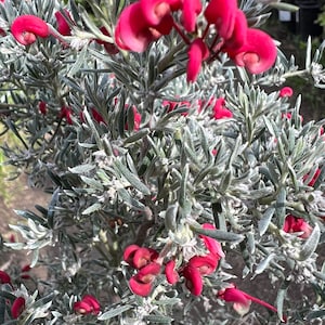 Grevillea lavandulacea 'Penola' live plant 1ft ship in 1 gallon pot image 1