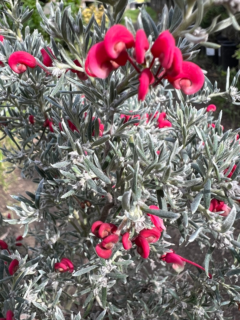 Grevillea lavandulacea 'Penola' live plant 1ft ship in 1 gallon pot image 1