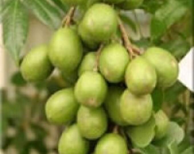 June plum- 2 to 3   feet tall   - ship in 3 gal pot