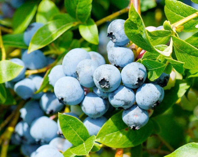 Sweetheart Blueberry (Vaccinium Corymbosum ‘Sweetheart’) 3 gallon