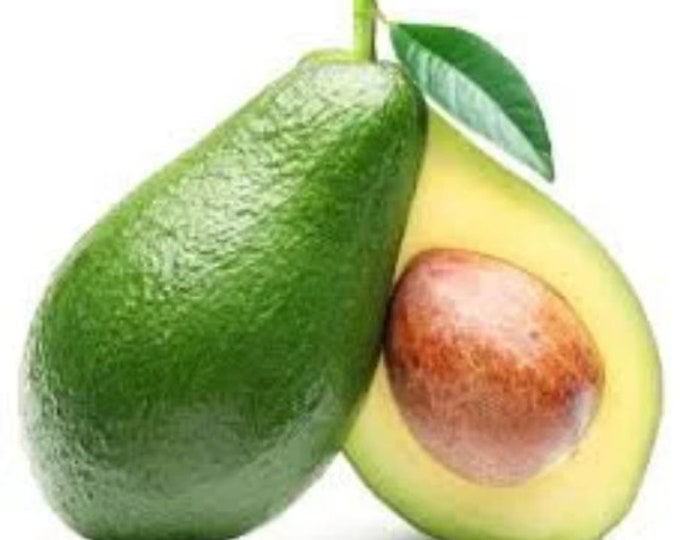 Bacon Avocado Tree- 1  Feet Tall - Grafted Tree - Ship in Plastic Bag