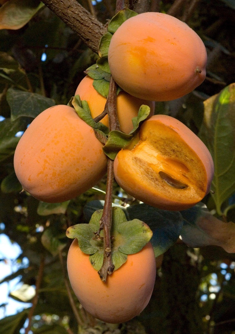 Chocolate Persimmon Tree 2 to 3 Feet Tall Grafted Tree Ship in pot image 1