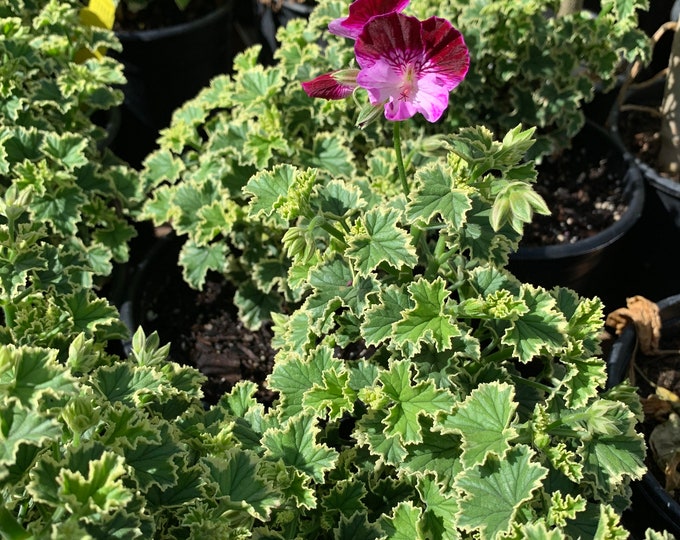 Pelargonium ‘Oldbury Duet’ 1 Live Plant  Ship in 6" Pot