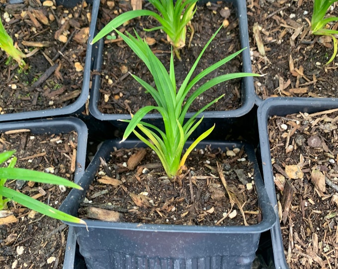 Pandanus Pandan Plant starter plant 4” pot