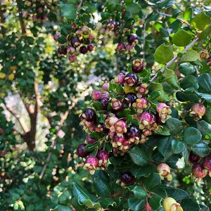 NEW* Blueberry Guava (Luma Apiculata) 1 live plant  Ship in 6" Pot