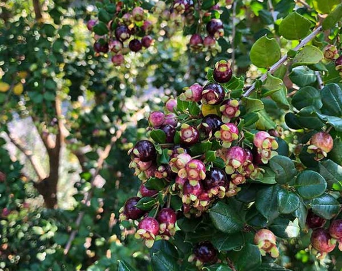 NEW* Blueberry Guava (Luma Apiculata) 1 live plant  Ship in 6" Pot
