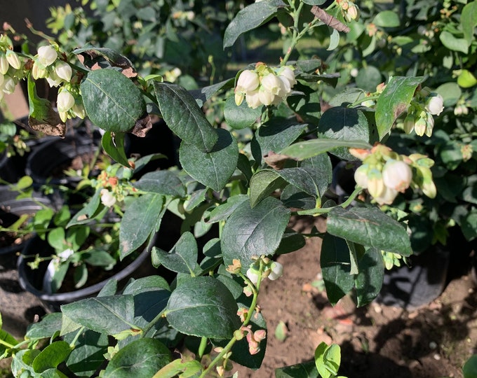 Blueberry ‘Biloxi’ 1 live plant  Ship in 6" Pot