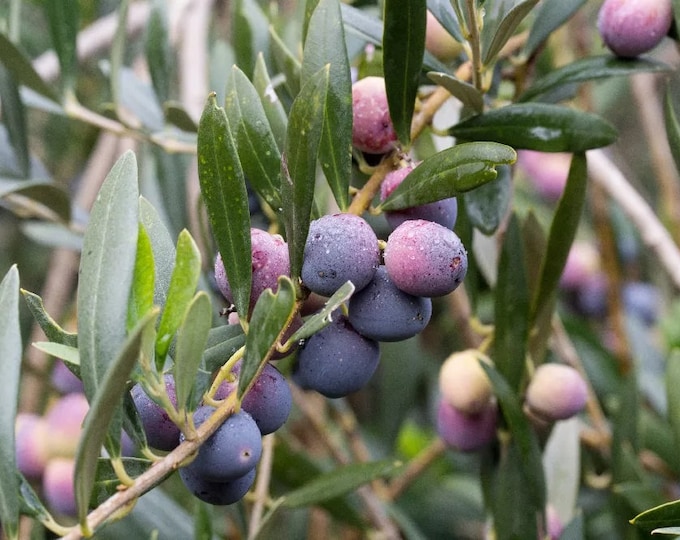 Olive Arbequina  - 2  Feet Tall - Ship in 6" Pot