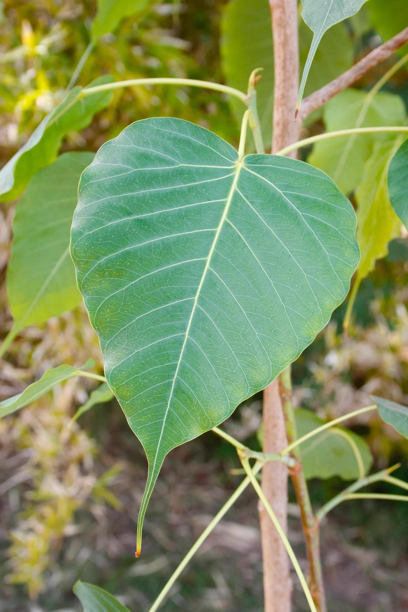 Bodhi Plant Ficus Religiosa - Cây Bồ đề - 3 to 4 Feet - Ship in 7 Gal ...
