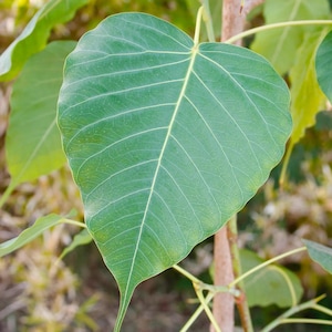 Bodhi plant ficus religiosa - cây bồ đề - 2 to 3  feet - ship in 3 gal pot