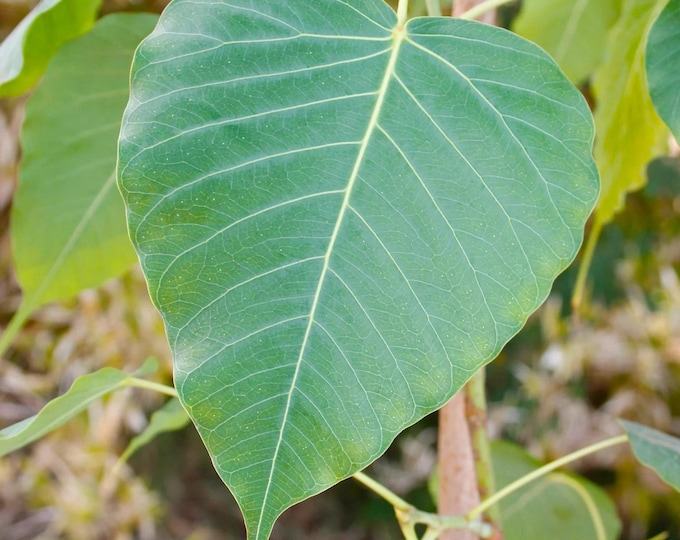 Bodhi plant ficus religiosa - cây bồ đề - 2 to 3  feet - ship in 3 gal pot