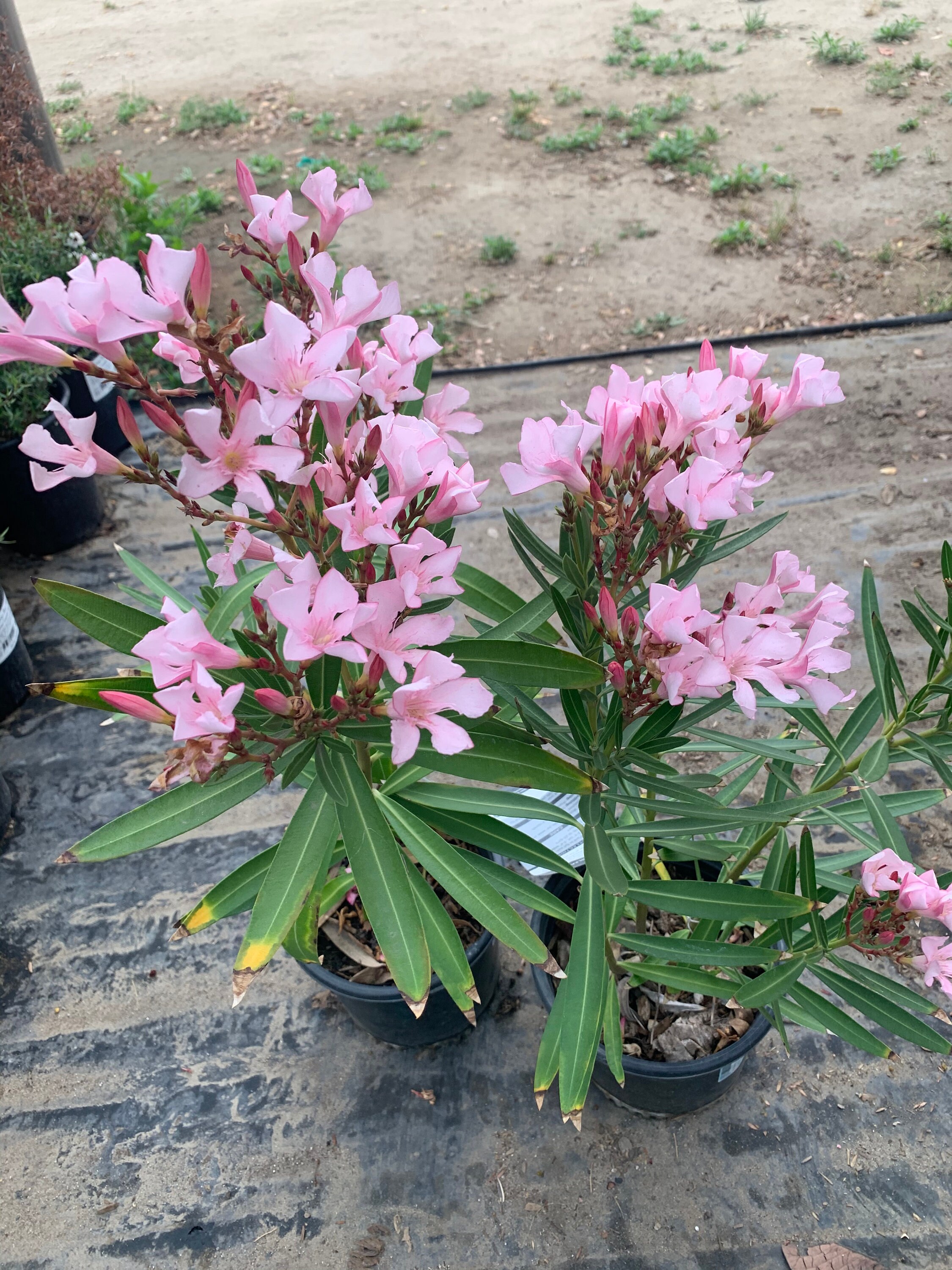 Nerium Oleander Petite Pink 1 Live Plant Ship In 6 Pot Etsy