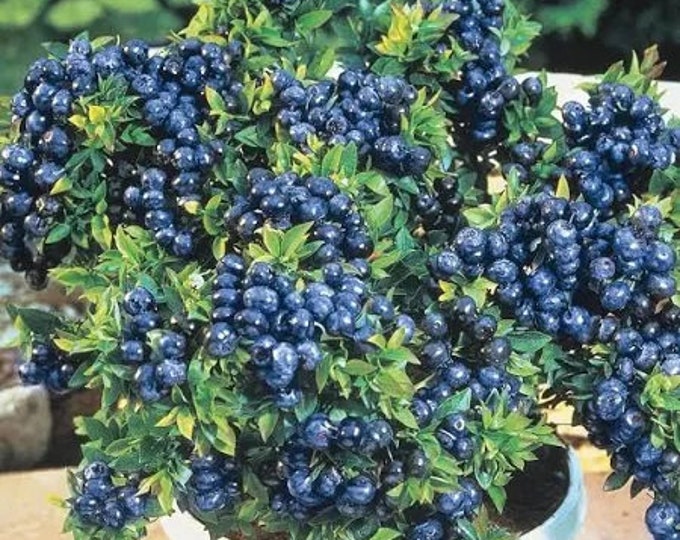 Blueberry Top Hat - 1 feet tall - Ship in 6" pot