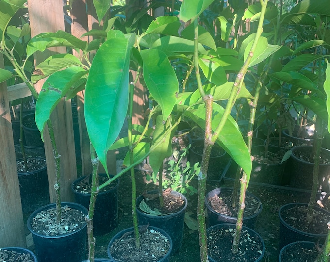 White Champaca Live Plant 1 to 2 Feet  Ship in 6" Pot