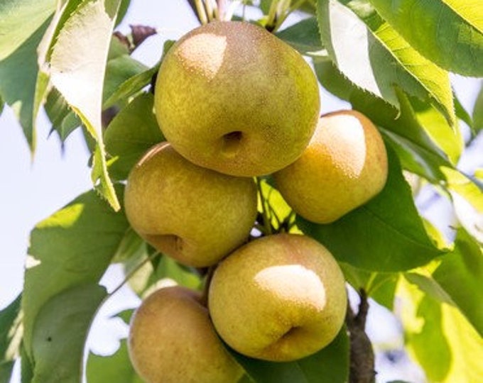 Hosui Asian pear  - 4 Feet Tall  - Ship in 3Gal pot