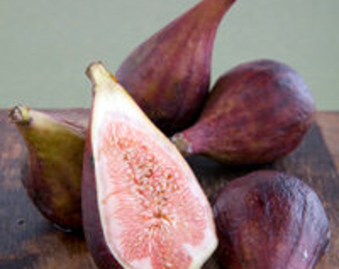Fig 'Celestial' - live plant 2ft tall ship in 6” pot