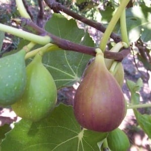 Flanders Fig - live plant 2ft tall ship in 6” pot