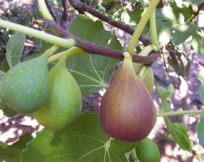 Flanders Fig - live plant 2ft tall ship in 6” pot