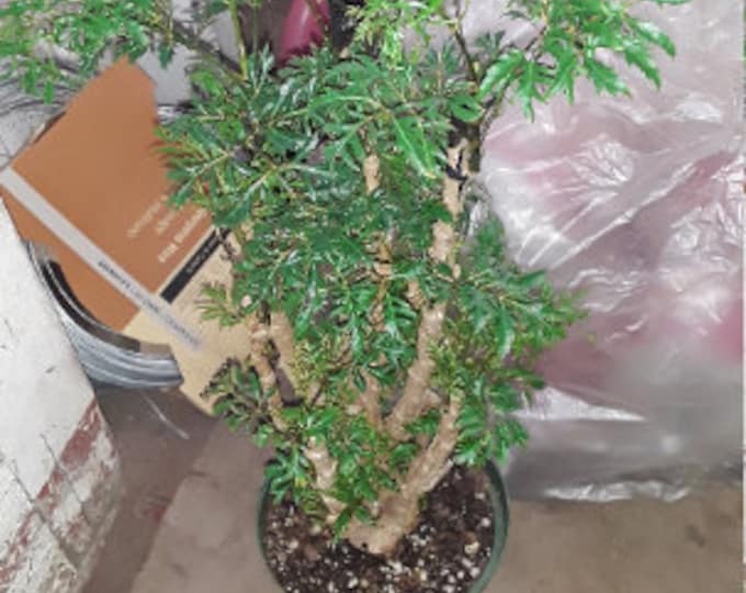 Ming Aralia - 1 Plant - 1 Feet Tall - Great For Bonsai - Ship in 6" Pot