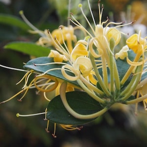 Lonicera confusa live plant 2ft tall in 6 pot image 1