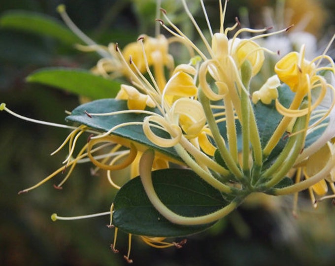 Lonicera confusa- live plant 2ft tall in 6” pot