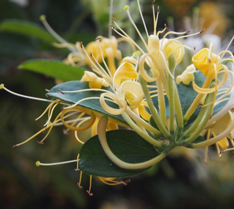 Lonicera confusa live plant 2ft tall in 6 pot image 1