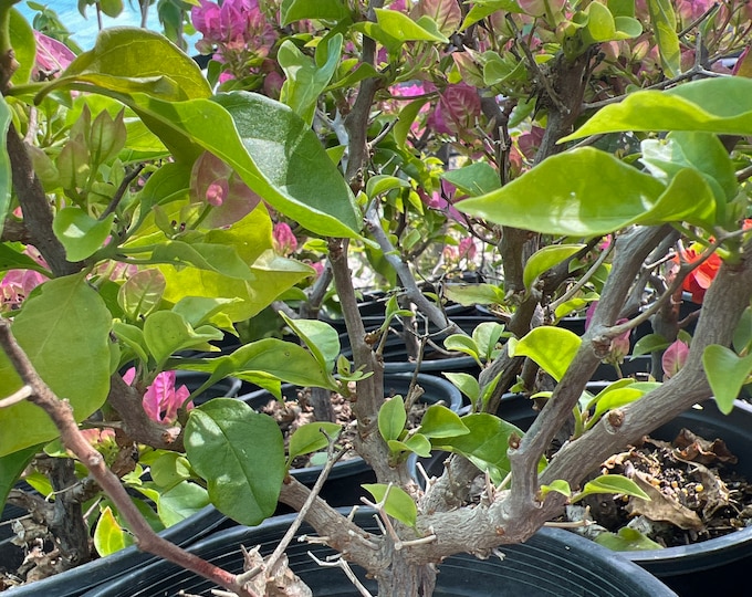 Bougainvillea Pink/Purple - thick trunk good for bonsai- 1ft tall and ship in 1 gal pot