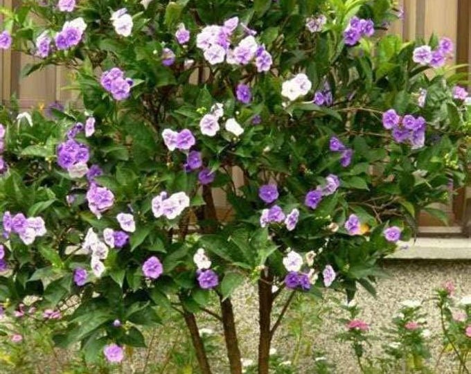 Brunfelsia floribunda- 1 Plants -  1 to 2 feet Tall - ship in 3Gal  pot