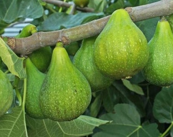 Fig ‘Desert king’ - live plant 1-2ft tall ship in 6” pot