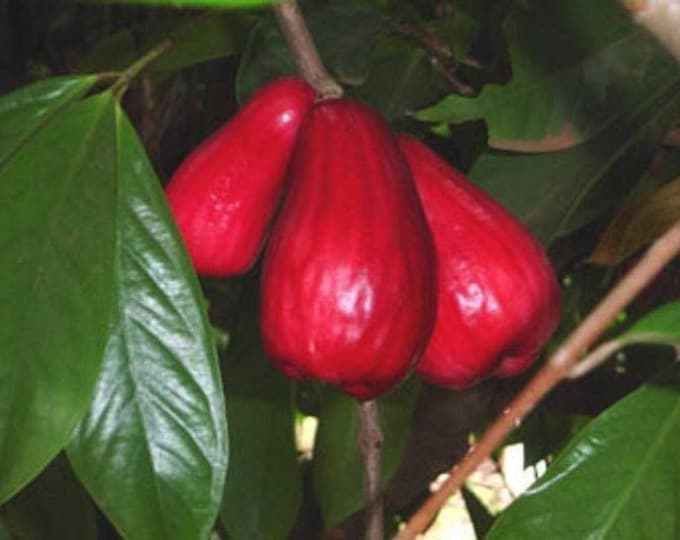 Malay apple - syzygium malaccense - mountain apple - 3 feet tall - ship 3 gal pot