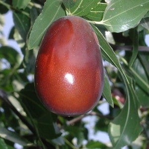 May include: A close-up of a single, ripe, brown jujube fruit hanging from a branch. The fruit is smooth and shiny, with a slightly elongated shape. The jujube is surrounded by green leaves.