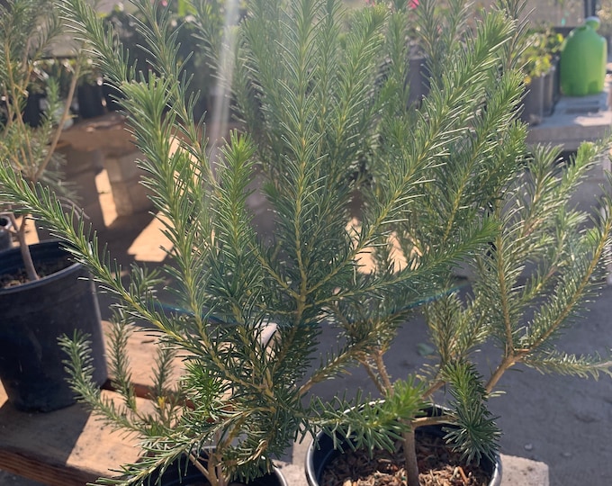 Banksia Ericifolia ‘Compact Form’  Ship 3 gallon pot
