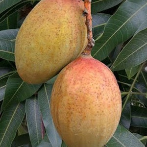 May include: Two ripe mangoes hanging from a branch, showcasing a blend of yellow and red hues with speckled skin. The mangoes are surrounded by green, elongated leaves, creating a natural, tropical scene.