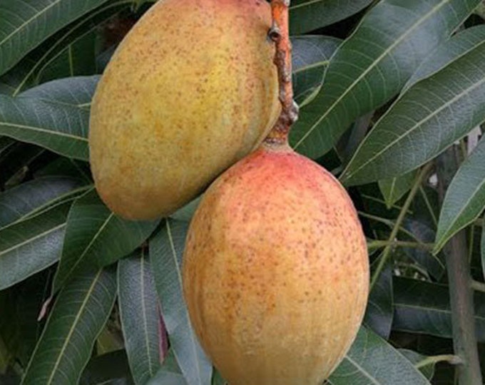 Pickering Mango Tree - grafted tree   - 1 feet tall -grafted - ship in 6" Pot