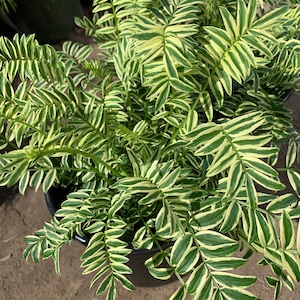 May include: Close-up of a potted plant with vibrant green and creamy white variegated leaves. The plant has a fern-like appearance, with many small, segmented leaves. The leaves are arranged in a symmetrical pattern, creating a lush, textured look.