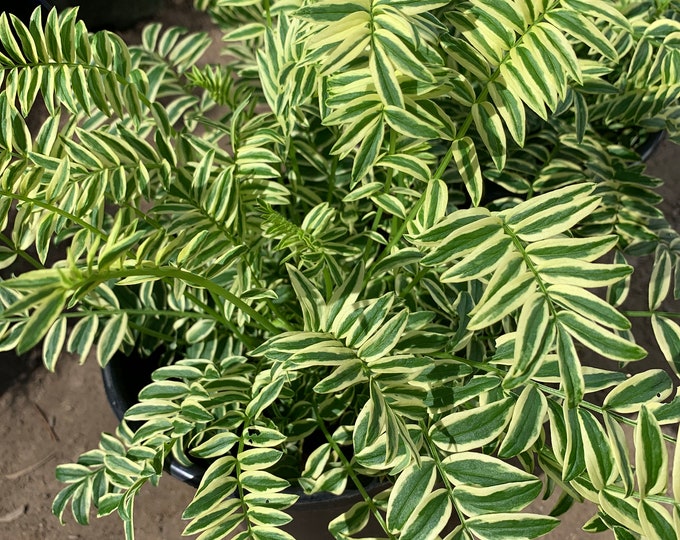Polemonium ‘Jacob’s Ladder’ 1 Live Plant  Ship in 6" Pot
