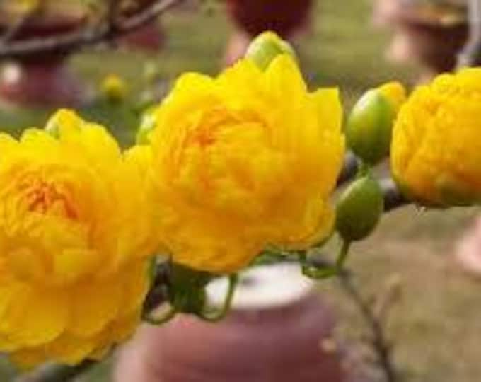 Cúc Mai - Hoa 25-40 cánh (flowers having 25-40 petals) - Mini Bonsai