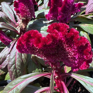 Celosia Dracula- 1ft Tall Ship in 1gal Pot - Etsy