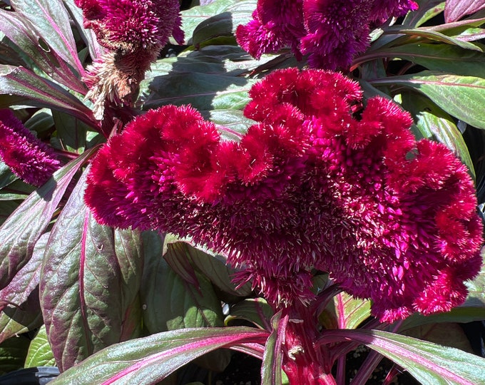 Celosia Dracula- 1ft tall ship in 1gal pot