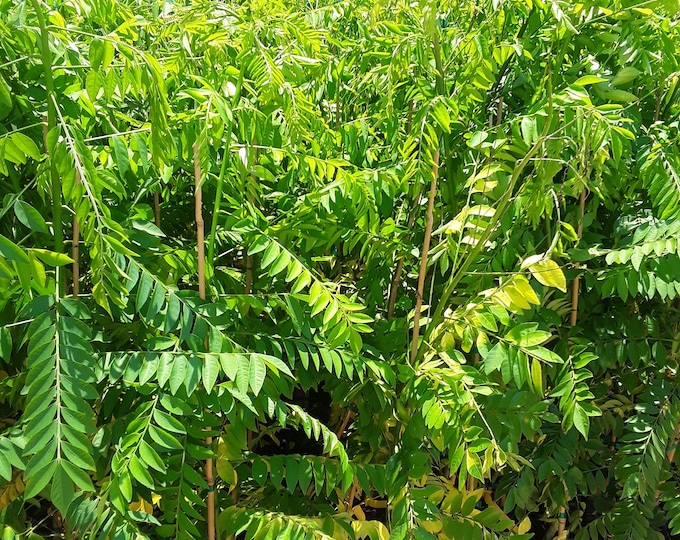 Red spanish/hog plum, ciruela, jocote rojo, mombin tree -  2 to 3 feet tall - ship in 3gal pot