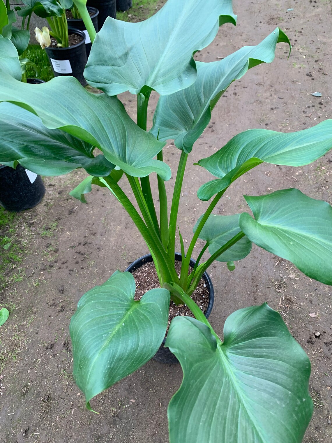 Giant Calla Lily (zantedeschia) 1 Feet Tall 1 Gallon Poy - Etsy