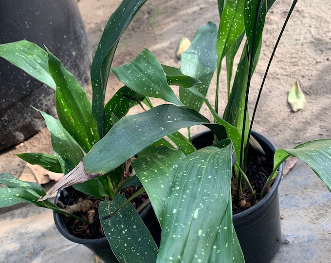 Cast Iron ‘Milky way’ Live Plant  Ship in 6" Pot