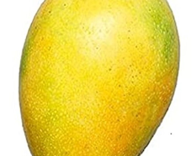 Lemon Meringue  Mango Tree - grafted tree   - 1 feet tall -grafted - ship in 6" Pot